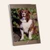Personalised-Pet-Glass-Photo-Frame-Top-and-Bottom-Mirror-Edge-main